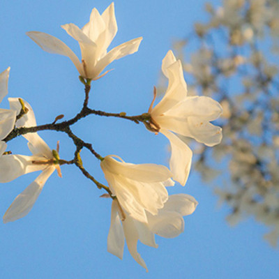 Magnolienblüte